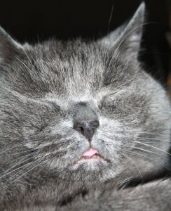 Katzen