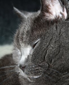 Katzen