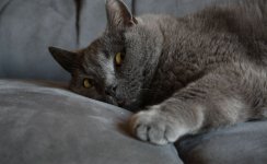 Katzen