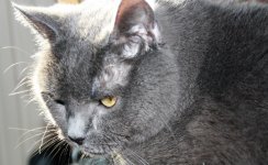 Katzen