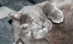 Katzen