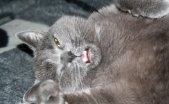 Katzen