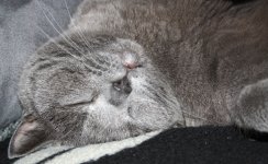 Katzen