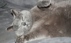 Katzen