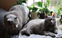 Katzen