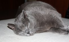 Katzen