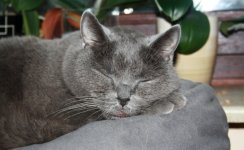 Katzen