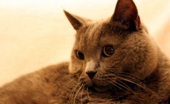 Katzen