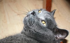 Katzen
