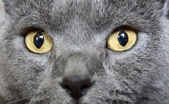Katzen