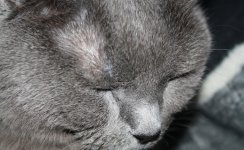 Katzen