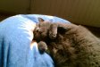 Katzen