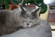 Katzen