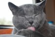 Katzen